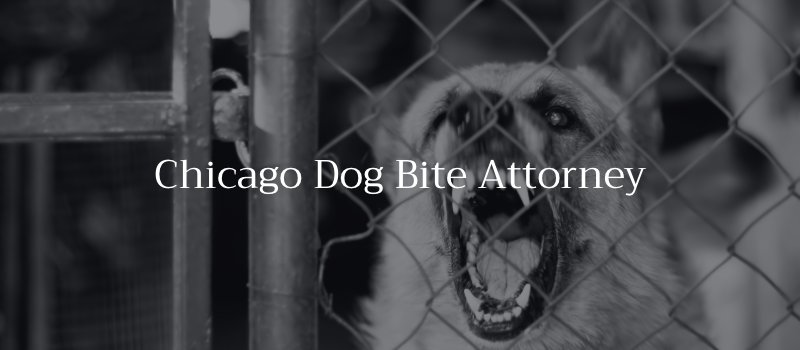 Chicago Dog Bite Attorney