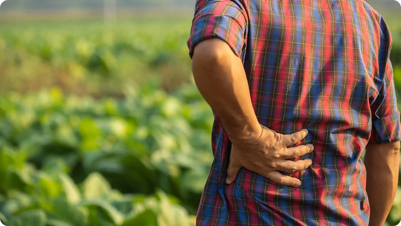 A person standing in a field, holding their lower back in apparent pain, possibly due to a back injury or strain from farm work.